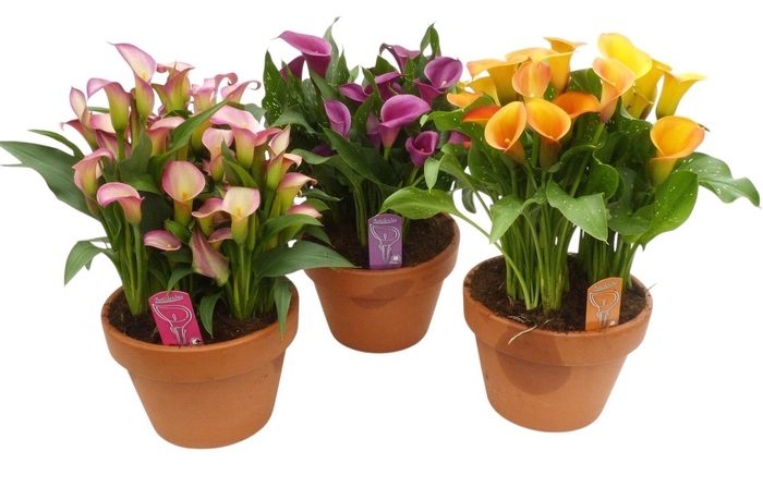 <h4>Zantedeschia terracotta kuip met 3 planten</h4>