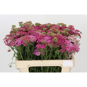 Achillea Millefolium Bianca Classic