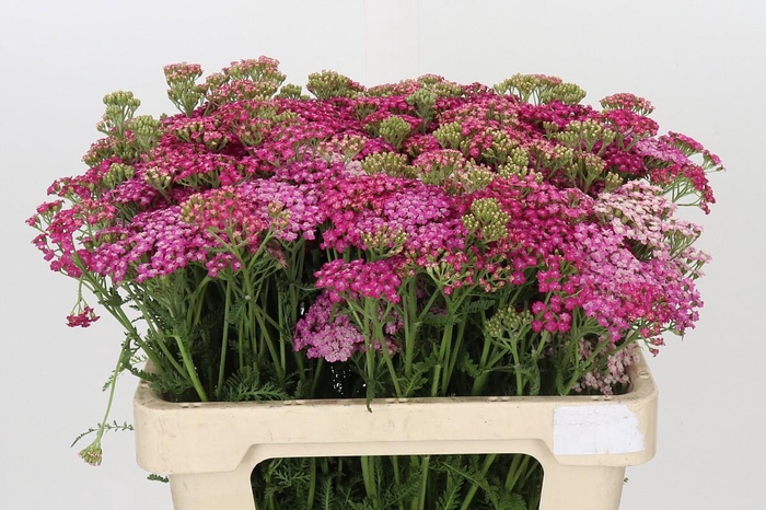 <h4>Achillea Millefolium Bianca Classic</h4>