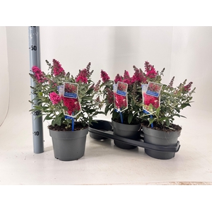 BUDD BFC LITTLE PINK