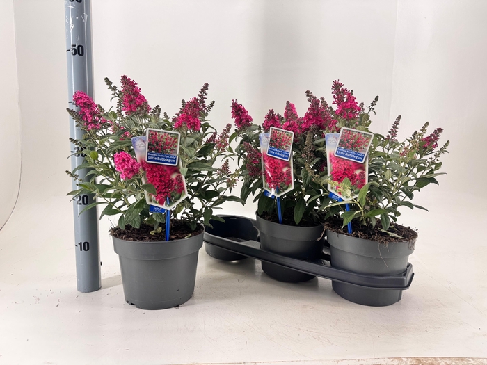 <h4>Budd Bfc Little Pink</h4>