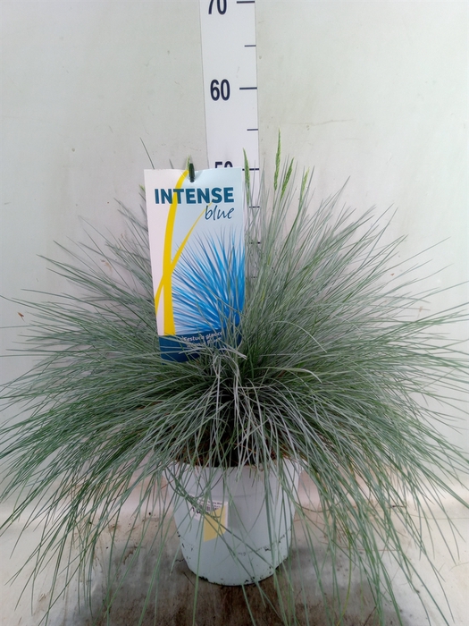<h4>Festuca glauca 'Intens Blue'</h4>