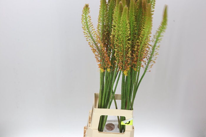 <h4>Eremurus Flash Dance</h4>