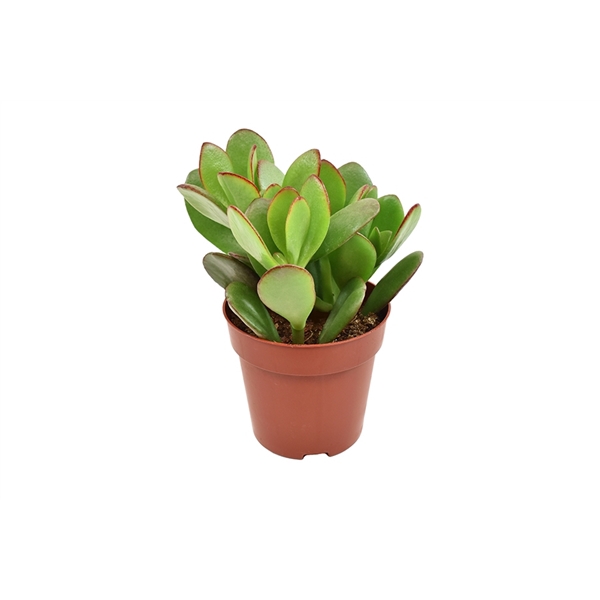 <h4>Crassula Ovata</h4>