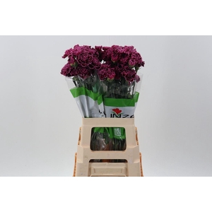 Dianthus ST 'Nobbio Burgundy'