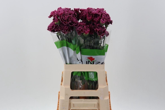 <h4>Dianthus ST 'Nobbio Burgundy'</h4>