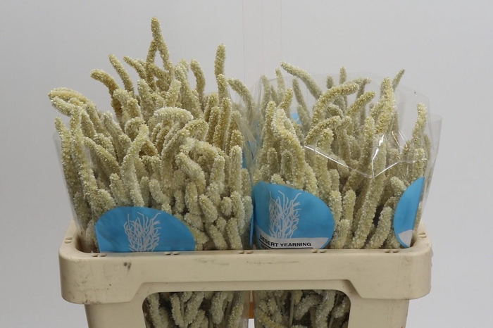 <h4>Amaranthus Yearming Desert</h4>