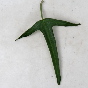 HEDERA HELIX Evergreen 9 cm