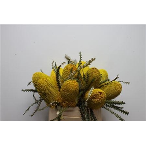 Banksia Speciosa Yellow