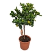 Citrus Calamondin Stem