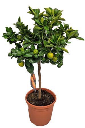<h4>Citrus Calamondin Stem</h4>