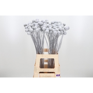 Craspedia Kl Bh Zilver Xl