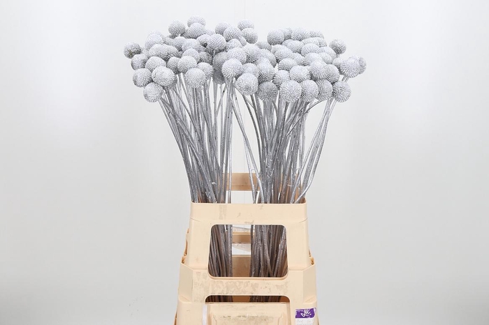 <h4>Craspedia Kl Bh Zilver Xl</h4>