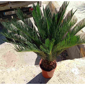 Cycas revoluta