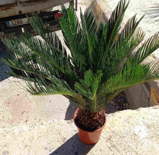 <h4>Cycas revoluta</h4>