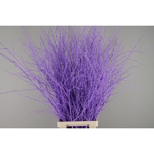 Betula Bs Paint Milka