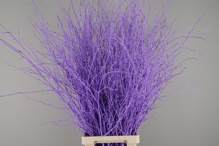 <h4>Betula Bs Paint Milka</h4>