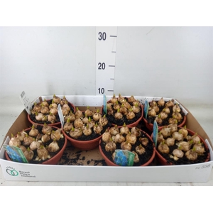 Muscari  'Magic Blue'