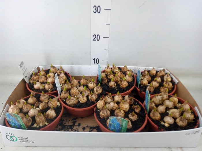 <h4>Muscari  'Magic Blue'</h4>