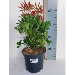 Pieris Japonica 'Mountain Fire'