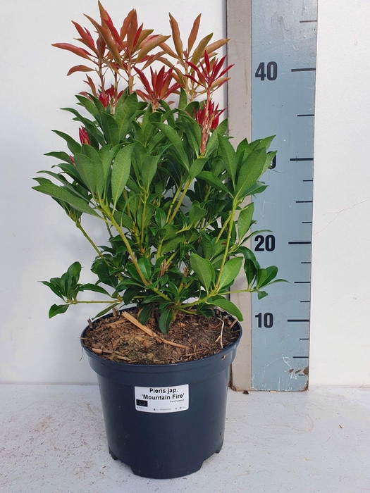 <h4>Pieris Japonica 'Mountain Fire'</h4>