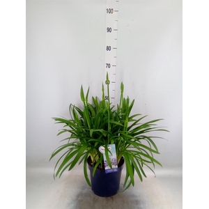 Agapanthus  'Amourette Superb'