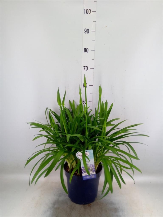 <h4>Agapanthus  'Amourette Superb'</h4>