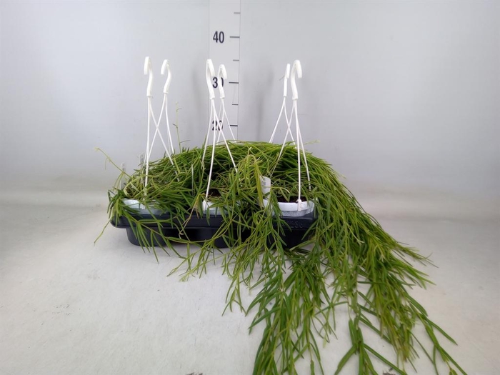 <h4>Hoya linearis</h4>