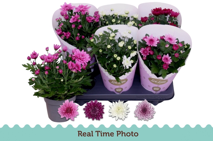 <h4>CHRYS GEVULDBL GEM</h4>