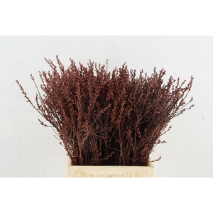 MYRICA GALE (GAGEL) SELECTED