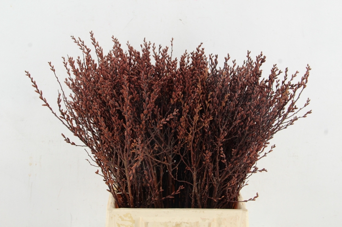 <h4>MYRICA GALE (GAGEL) SELECTED 045CM</h4>