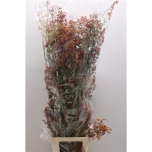 Rosa Corallo 120cm Ptk