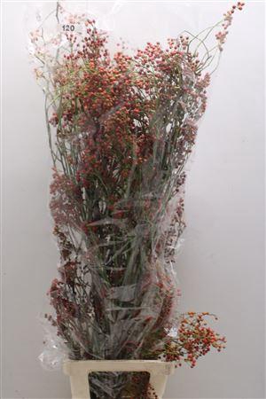 <h4>Rosa Corallo 120cm Ptk</h4>