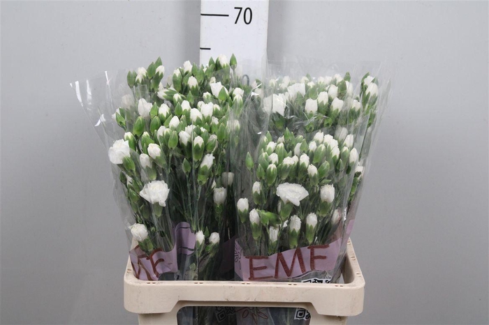 <h4>Di Tr Artic</h4>