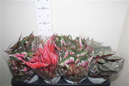 <h4>Beg Bel Gem</h4>