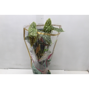 BEGONIA MACULATA P17 PO