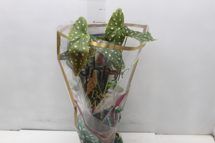<h4>BEGONIA MACULATA P17 PO</h4>
