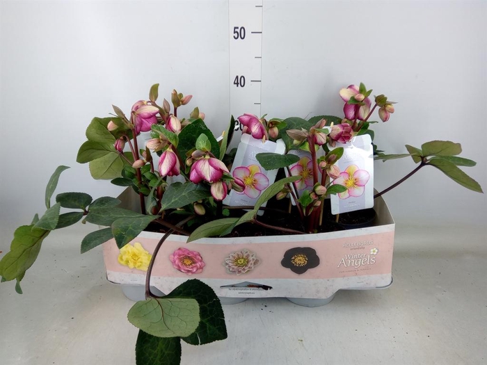 <h4>Helleborus   ...</h4>