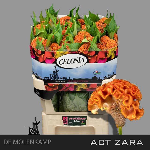 <h4>CEL C ACT ZARA</h4>
