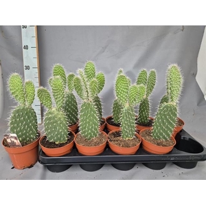 Opuntia azurea (Schijfcactus) (Cites) 12Ø 30cm