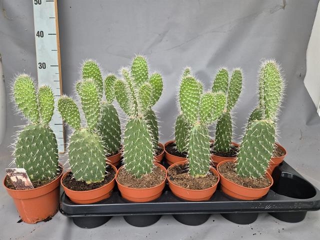 Opuntia azurea (Schijfcactus) (Cites) 12Ø 30cm