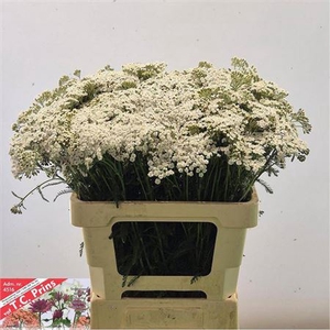 Achillea M White Beauty
