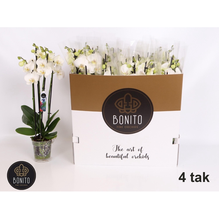 <h4>PHAL AN NOTTINGHAM</h4>