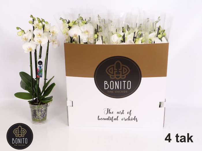 <h4>PHAL AN NOTTINGHAM</h4>