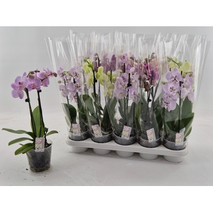PHAL GEM