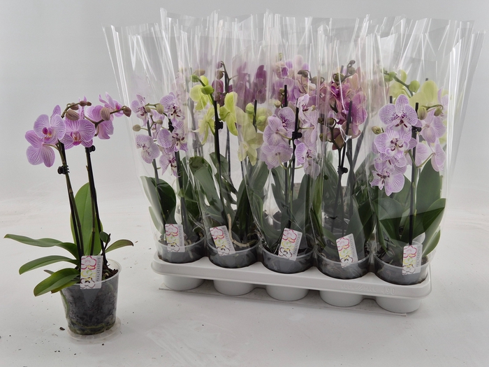 <h4>PHAL GEM</h4>