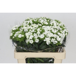 Dianthus Br Aldo White