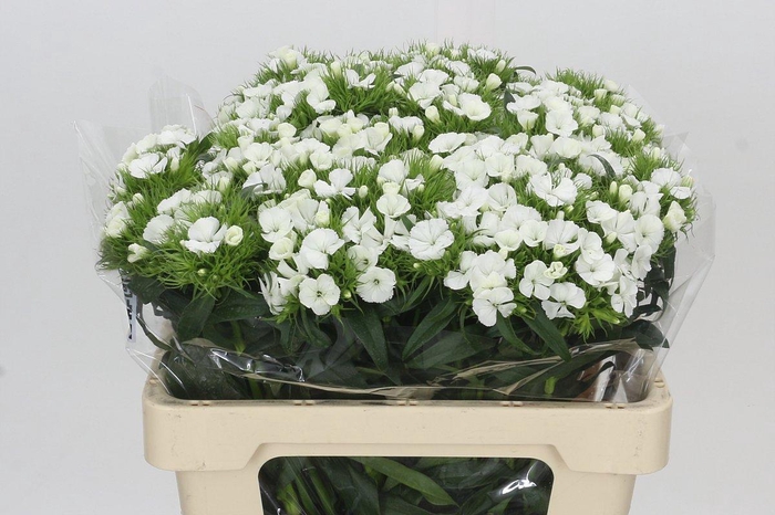 <h4>Dianthus Br Aldo White</h4>