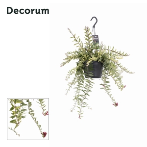 Aeschynanthus Bolero Bicolore Hangpot 17 cm