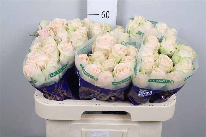 <h4>R Gr Wedding Rose</h4>